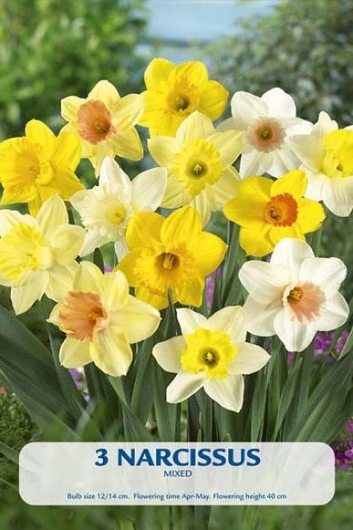 Narcissus Mix 3-pakning